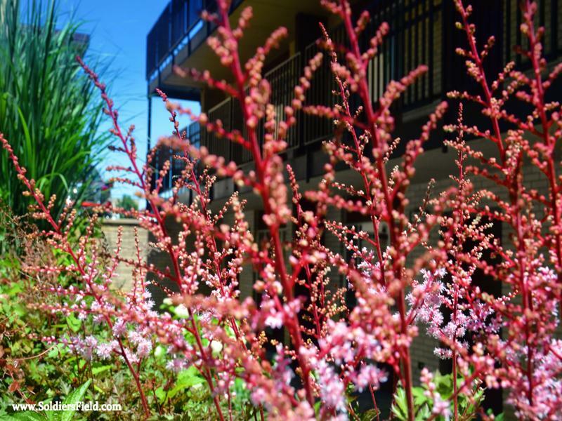 Centerstone Plaza Hotel Soldiers Field - Mayo Clinic Area Rochester Exterior foto